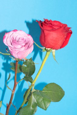 Mavi arkaplandaki güzel gülleri kapat