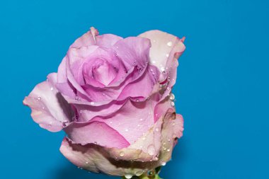 Mavi arkaplanda güzel beyaz ve menekşe gülüne yakın dur.