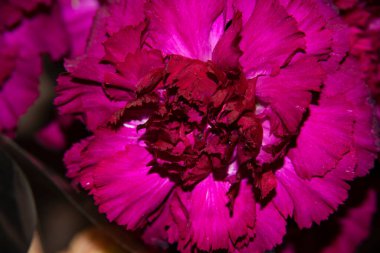 Parlak güzel çiçek, çiçek konsepti