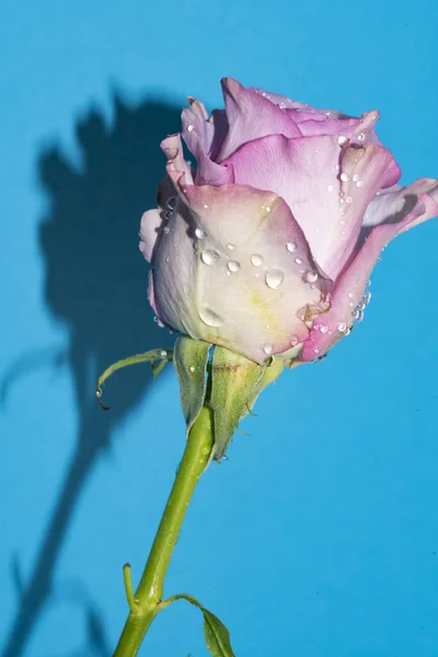 배경에는 아름다운 보라색 장미가 — 스톡 사진