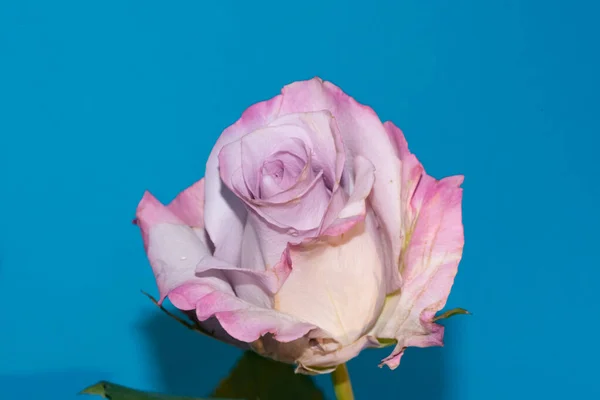 Primer Plano Hermosa Rosa Blanca Violeta Sobre Fondo Azul — Foto de Stock