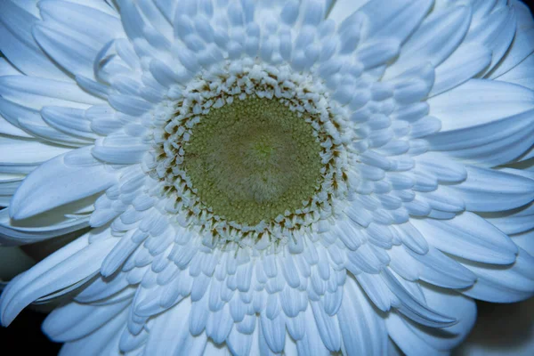 Närbild Vacker Gerbera Blomma Sommar Koncept — Stockfoto