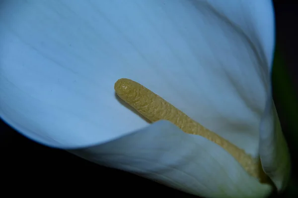 Primer Plano Flor Anthurium Blanco —  Fotos de Stock