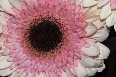 Güzel Gerbera çiçeği, yakın görüş, yaz konsepti.