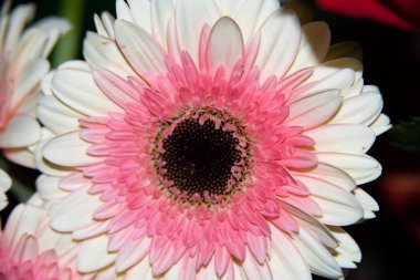 Güzel Gerbera çiçeği, yakın görüş, yaz konsepti.