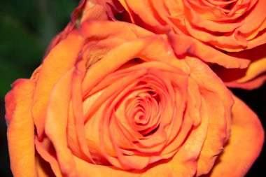 Güzel narin gülün yakın görüntüsü