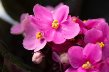 Güzel çiçeklere yakın, yaz konsepti.