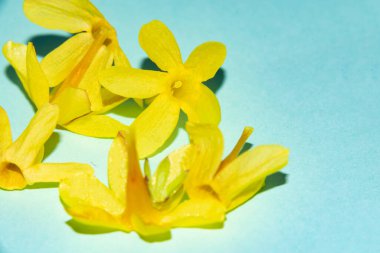 Mavi arkaplanda küçük sarı çiçekler