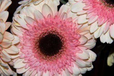 Güzel Gerbera çiçekleri, yakın görüş