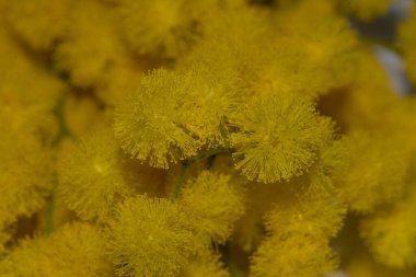 Güzel sarı çiçeklerin yakın görüntüsü