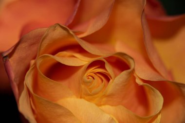 Güzel narin gülün yakın görüntüsü