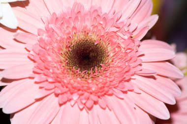 Güzel Gerbera çiçeği, yakın görüş, yaz konsepti.