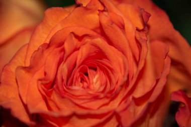 Güzel narin gülün yakın görüntüsü