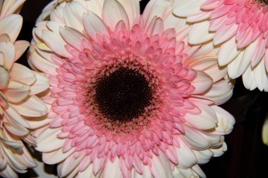 Güzel Gerbera çiçekleri, yakın görüş