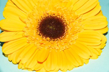 Güzel Gerbera çiçeği, yakın görüş, yaz konsepti.