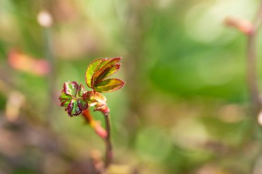 Bahçede yetişen güzel bitkiler
