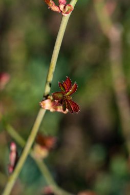 Bahçede yetişen güzel bitkiler