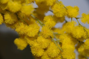 Güzel sarı çiçeklerin yakın görüntüsü