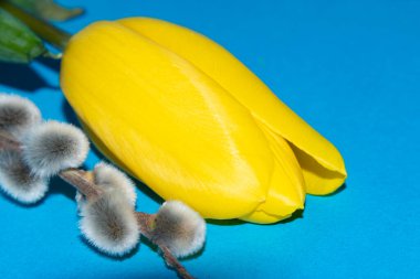 Mavi arka planda güzel çiçeklerin yakın çekim