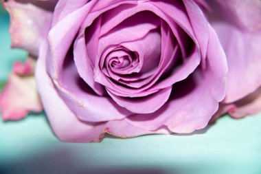 Güzel narin gülün yakın görüntüsü