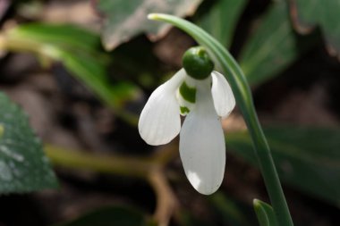 Güzel çiçeklere yakın, yaz konsepti.