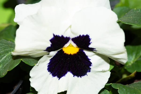 Krásný Květ Rostoucí Zahradě Květinový Koncept — Stock fotografie