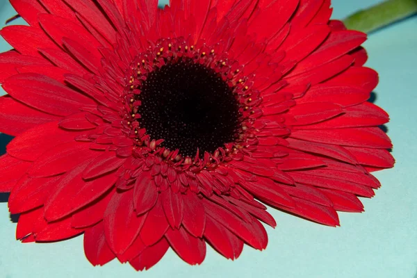 Bela Flor Gerbera Vista Perto Conceito Verão — Fotografia de Stock