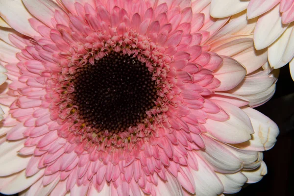 Güzel Gerbera çiçeği, yakın görüş, yaz konsepti.