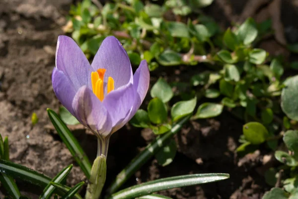 Vacker Violett Krokus Blomma Växer Trädgården — Stockfoto