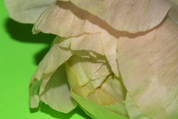 Yeşil Arka Plandaki Güzel Çiçeğe Yaklaş — Stok fotoğraf