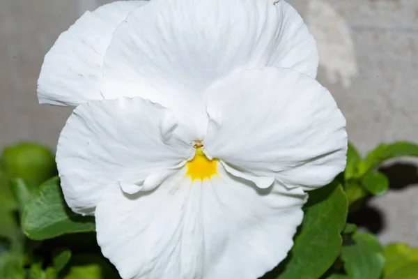 Bahçede Büyüyen Güzel Bir Çiçek Çiçek Kavramı — Stok fotoğraf