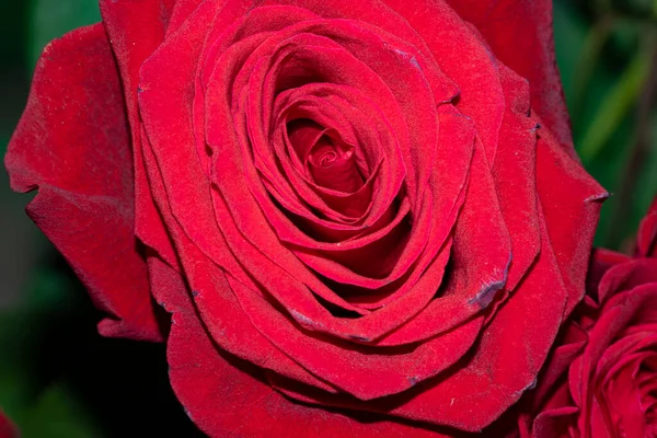 Zblízka Pohled Krásné Něžné Růže — Stock fotografie