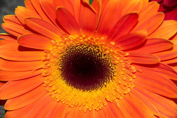 Zbliżenie Piękne Gerbera Kwiat Koncepcja Latem — Zdjęcie stockowe