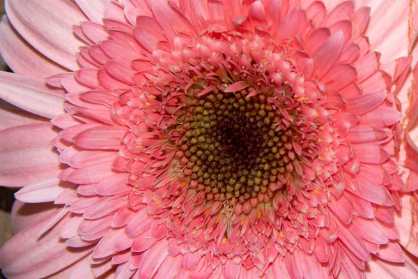美しいガーベラの花の終わり夏のコンセプト — ストック写真