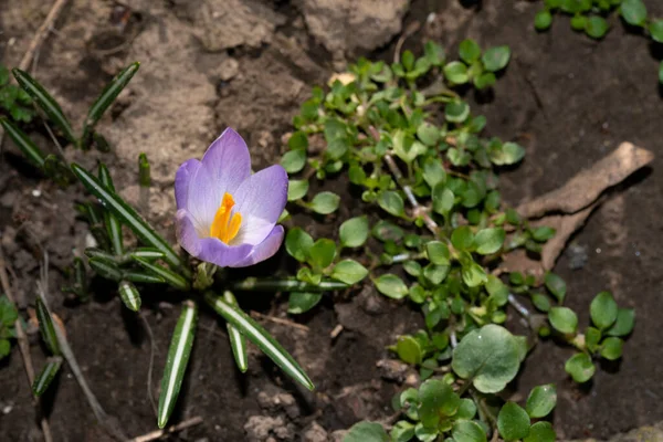 Vacker Violett Krokus Blomma Växer Trädgården — Stockfoto