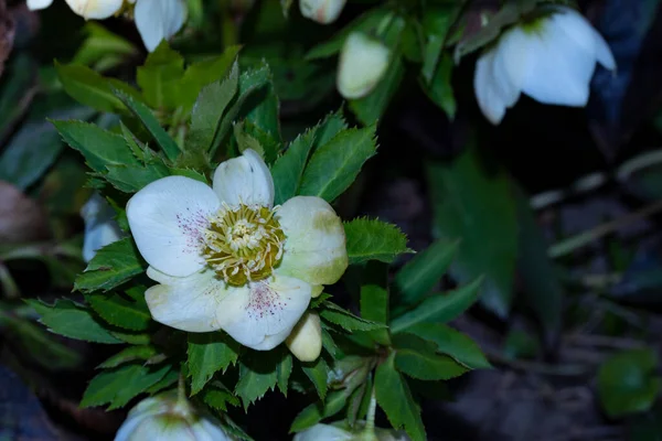 Närbild Vackra Blommor Sommar Koncept — Stockfoto