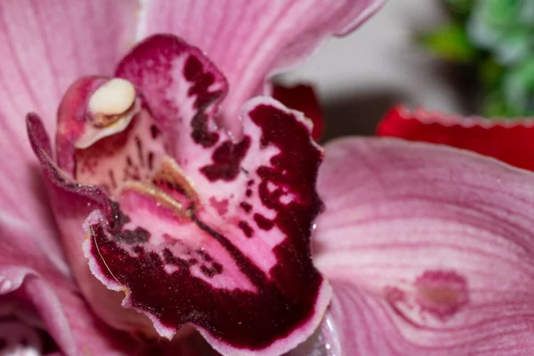 Gyönyörű Rózsaszín Orchidea Közelről — Stock Fotó