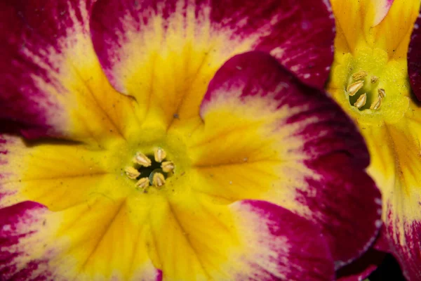 Schöne Blume Die Garten Wächst Florales Konzept — Stockfoto