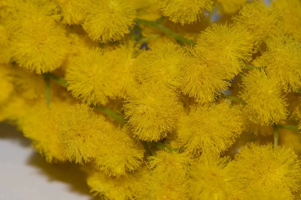 美丽的黄色花朵的近景 — 图库照片