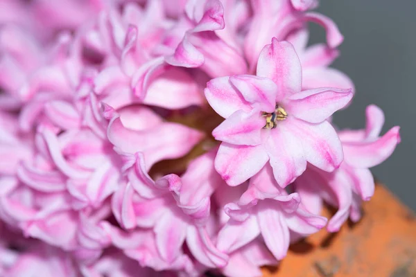Zbliżenie Pięknych Kwiatów Koncepcja Latem — Zdjęcie stockowe