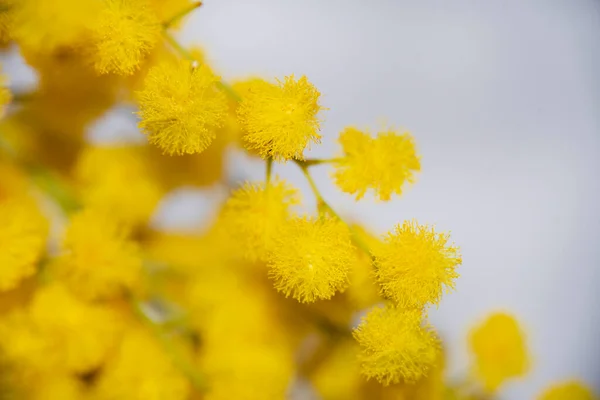 美丽的黄色花朵的近景 — 图库照片