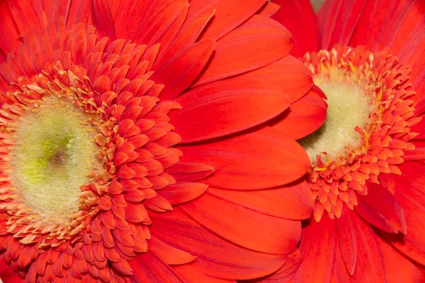 Beautiful Gerbera Flowers Close View — Stock Photo, Image
