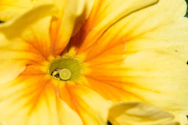 Helle Schöne Blume Blumiges Konzept Hintergrund — Stockfoto