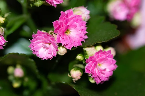 Närbild Vackra Blommor Sommar Koncept — Stockfoto
