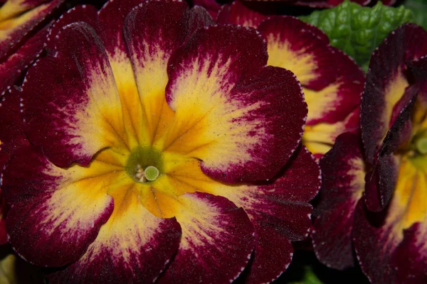 Крупним Планом Красиві Квіти Літня Концепція — стокове фото