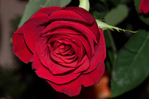 Zblízka Pohled Krásné Něžné Růže — Stock fotografie