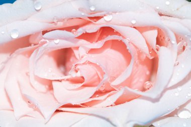 Güzel yumuşak bir gül, yakın bir manzara, aşk ve romantik bir tema.