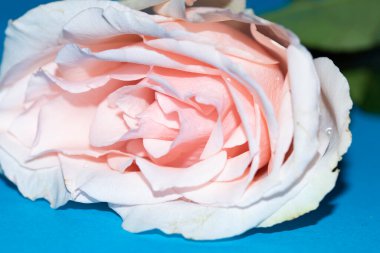 Güzel yumuşak bir gül, yakın bir manzara, aşk ve romantik bir tema.