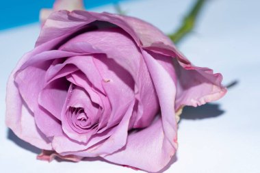 Güzel yumuşak bir gül, yakın bir manzara, aşk ve romantik bir tema.