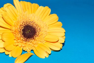 Güzel Gerbera çiçeği, yakın görüş.